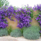 Jak používat clematis v krajinářském designu - s tím, co je kombinovat